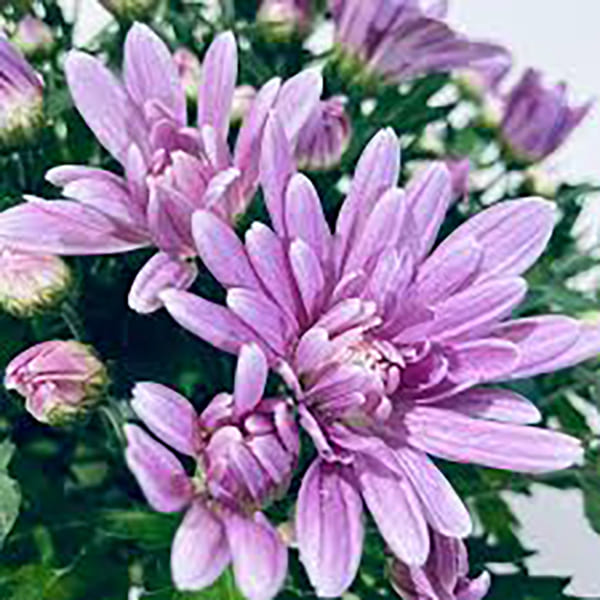 Chrysanthème mauve