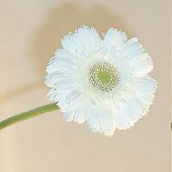 Gerbera blanc