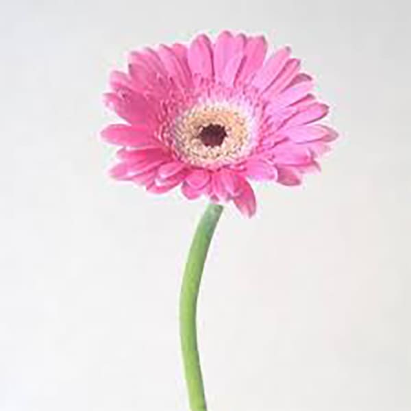 Gerbera rose