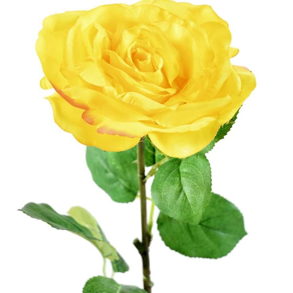 Rose jaune