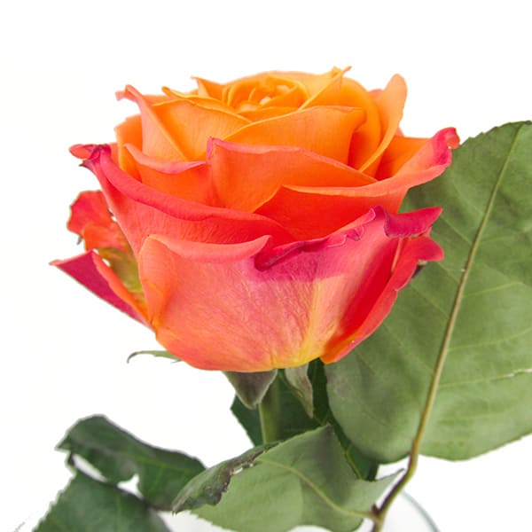 Rose orange