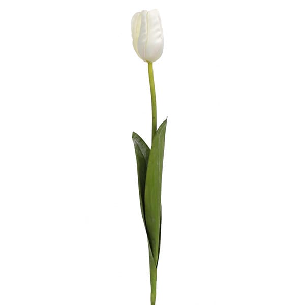 Tulipe blanche