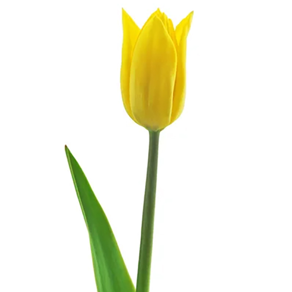 Tulipe jaune