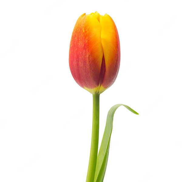 Tulipe orange