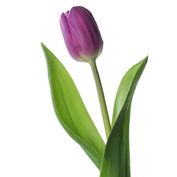 Tulipe violette